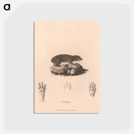 アートポストカード-Ashkoko
 - ジェームス ヒース Postcard.