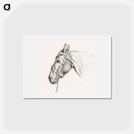アートポストカード-Head of a horse - ジャン ベルナール Postcard.