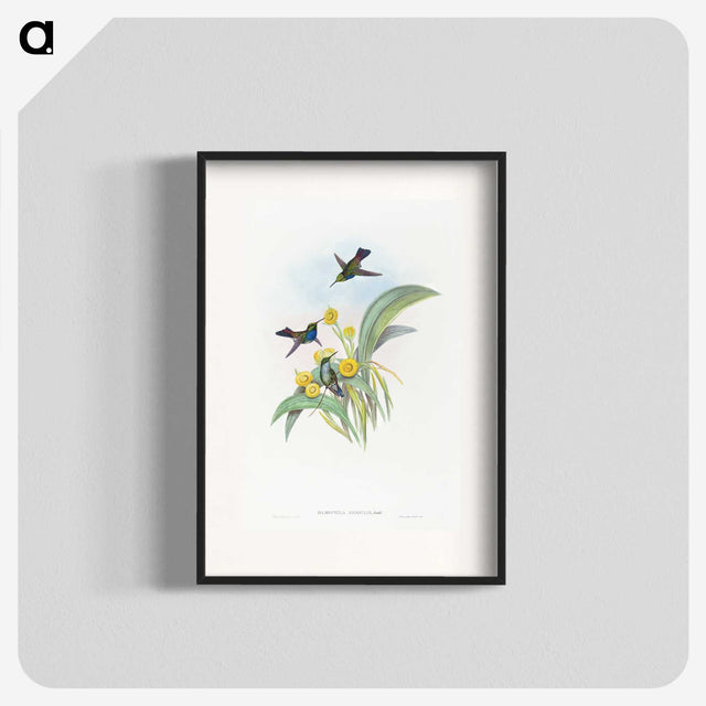 1-41_John-Gould_blk