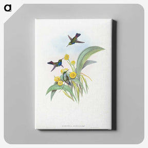 1-41_John-Gould_canvas