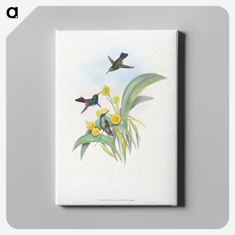 1-41_John-Gould_canvas