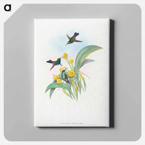 アートパネル-Blue-breasted Hummingbird
 - ジョン グールド Canvas.