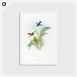 アートポストカード-Blue-breasted Hummingbird
 - ジョン グールド Postcard.