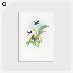 アートポストカード-Blue-breasted Hummingbird
 - ジョン グールド Postcard.