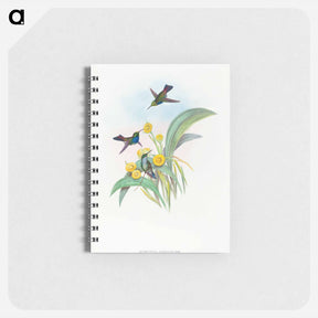 アートメモ帳-Blue-breasted Hummingbird
 - ジョン グールド Memo.