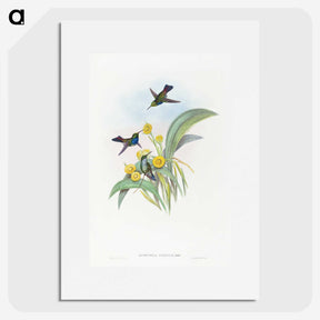 1-41_John-Gould_picture