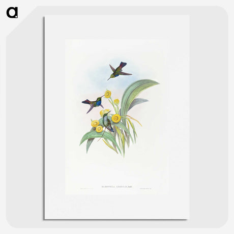 1-41_John-Gould_picture