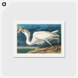 アートポストカード-Great White Heron
 - ジョン ジェームス オーデュボン Postcard.