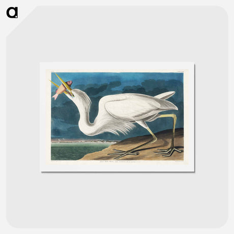 アートポストカード-Great White Heron
 - ジョン ジェームス オーデュボン Postcard.