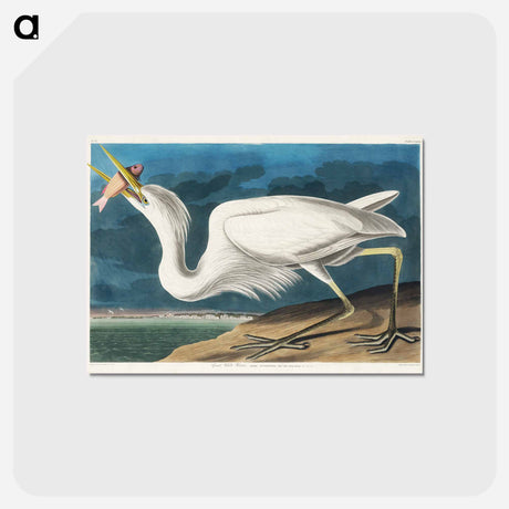 アートポストカード-Great White Heron
 - ジョン ジェームス オーデュボン Postcard.