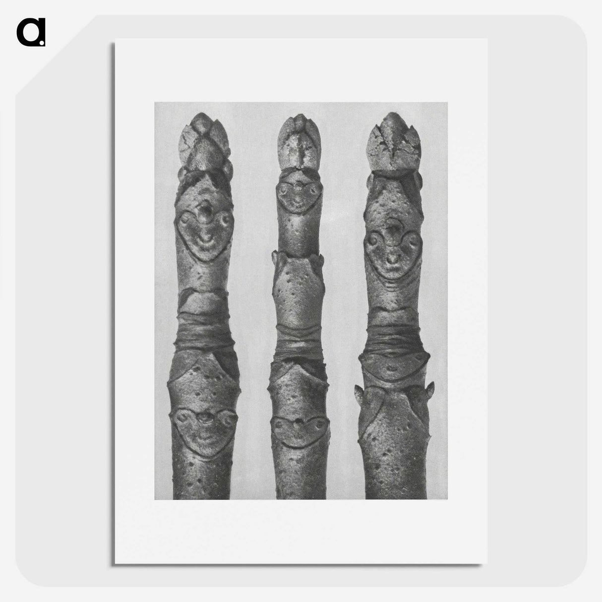 1-41_Karl-Blossfeldt_picture