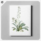 1-41_La-Botanique_canvas
