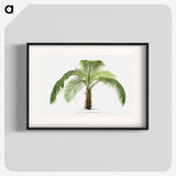1-41_Les-Palmiers-Histoire-Iconographique_blk