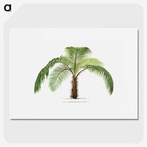 1-41_Les-Palmiers-Histoire-Iconographique_picture