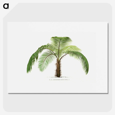 1-41_Les-Palmiers-Histoire-Iconographique_picture