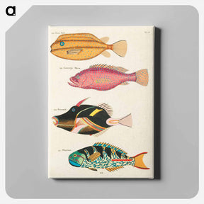 アートパネル-Moluccan Fishes
 - ルイ ルナール Canvas.