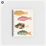 Moluccan Fishes
 - ルイ ルナール Memo.