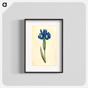 アートポスター-Iris latifolia
 - マリア ジビーラ メーリアン Poster.