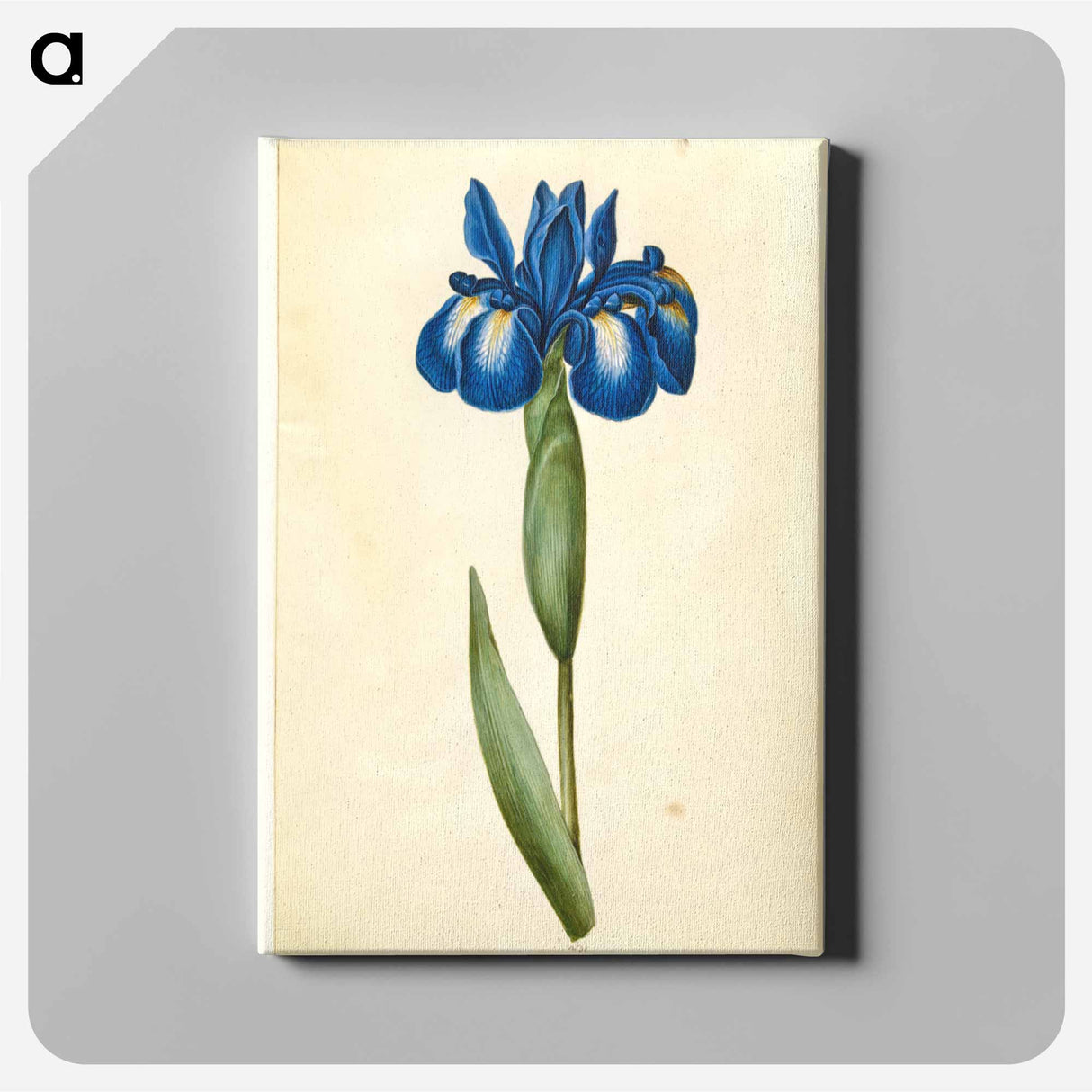 アートパネル-Iris latifolia
 - マリア ジビーラ メーリアン Canvas.