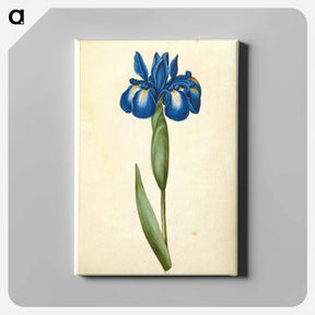 アートパネル-Iris latifolia
 - マリア ジビーラ メーリアン Canvas.