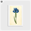 アートポストカード-Iris latifolia
 - マリア ジビーラ メーリアン Postcard.