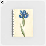 1-41_Maria-Sibylla-Merian_memo
