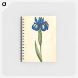 アートメモ帳-Iris latifolia
 - マリア ジビーラ メーリアン Memo.