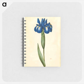 アートメモ帳-Iris latifolia
 - マリア ジビーラ メーリアン Memo.