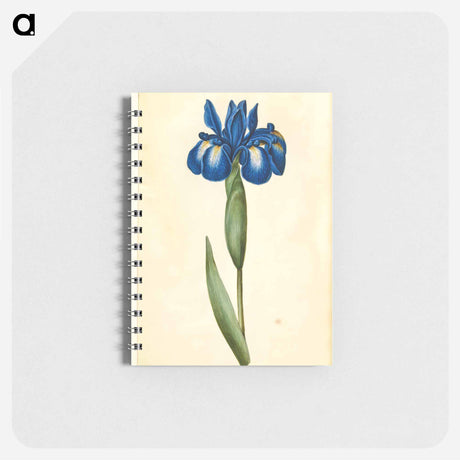 アートメモ帳-Iris latifolia
 - マリア ジビーラ メーリアン Memo.