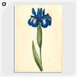 1-41_Maria-Sibylla-Merian_picture-crop