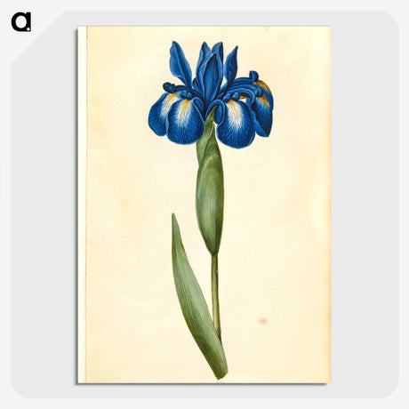 1-41_Maria-Sibylla-Merian_picture-crop