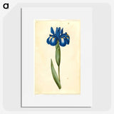 1-41_Maria-Sibylla-Merian_picture