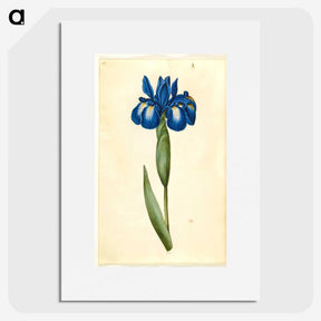 1-41_Maria-Sibylla-Merian_picture