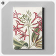 1-41_Mark-Catesby_canvas