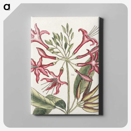 1-41_Mark-Catesby_canvas