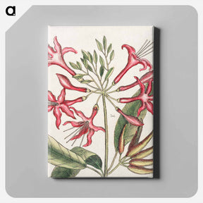 アートパネル-Carolina Flora
 - マーク ケイツビー Canvas.