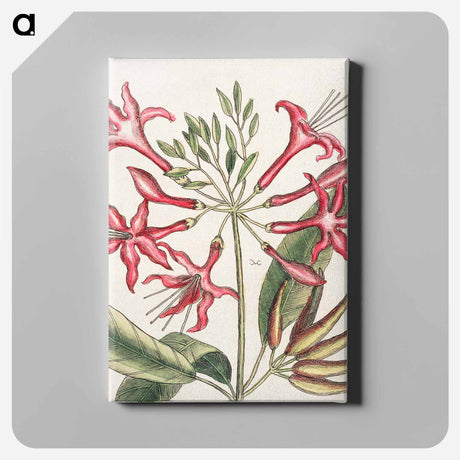 アートパネル-Carolina Flora
 - マーク ケイツビー Canvas.