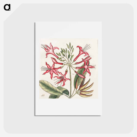 アートポストカード-Carolina Flora
 - マーク ケイツビー Postcard.