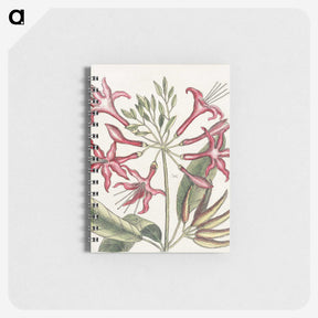 1-41_Mark-Catesby_memo