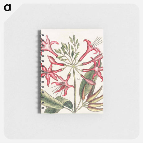 アートメモ帳-Carolina Flora
 - マーク ケイツビー Memo.