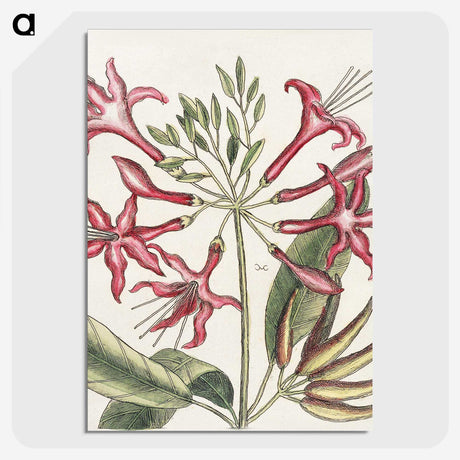1-41_Mark-Catesby_picture-crop