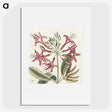 1-41_Mark-Catesby_picture