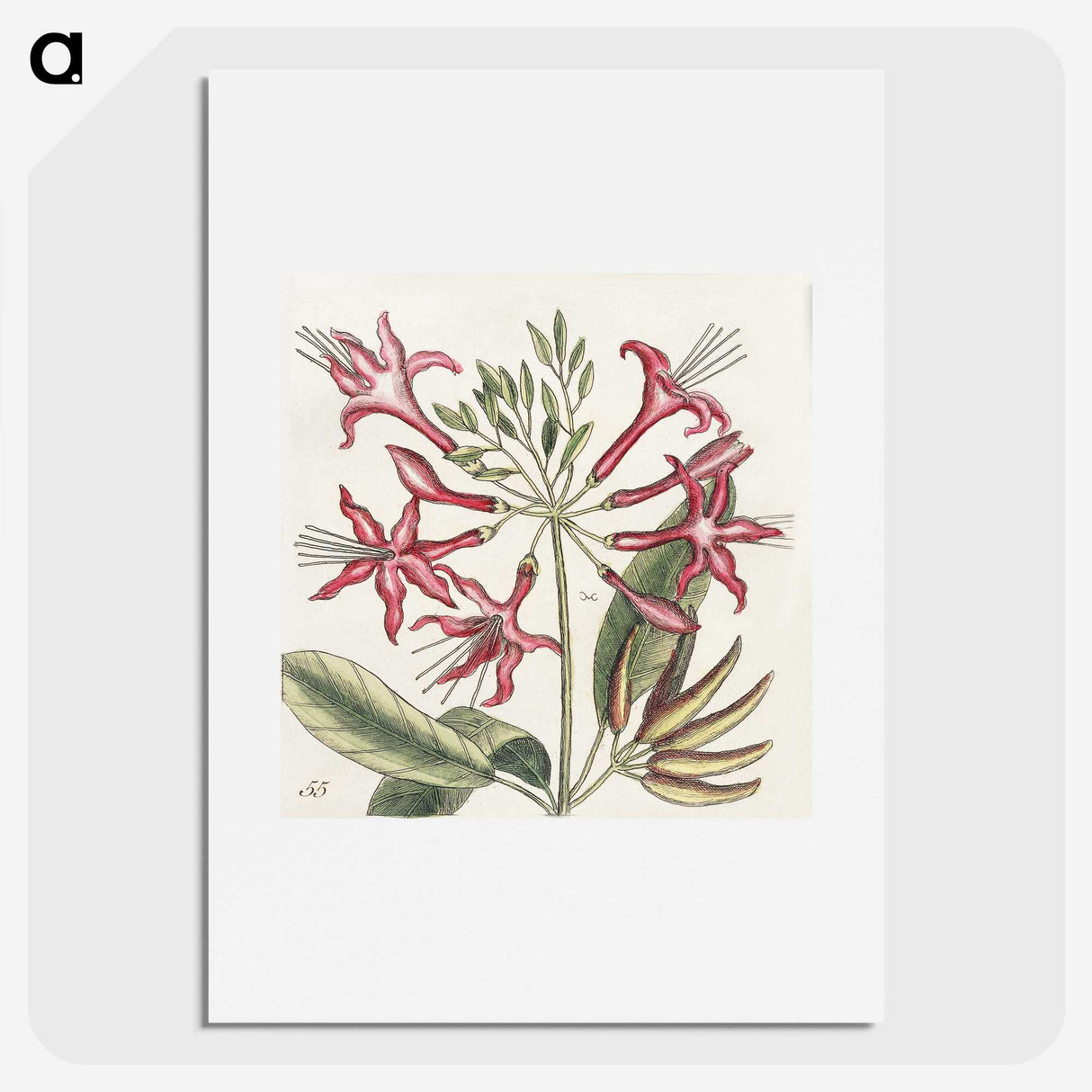 1-41_Mark-Catesby_picture