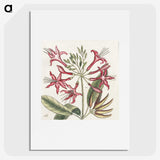 1-41_Mark-Catesby_picture