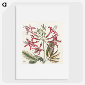 1-41_Mark-Catesby_picture