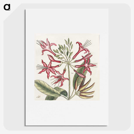 1-41_Mark-Catesby_picture
