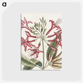 1-41_Mark-Catesby_postcard
