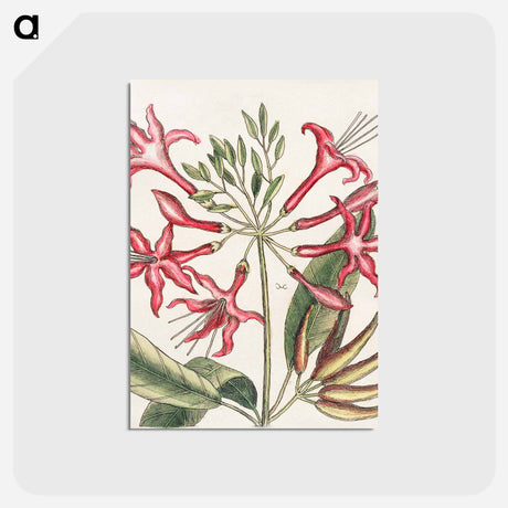 アートポストカード-Carolina Flora
 - マーク ケイツビー Postcard.