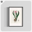 アートポスター-Colchicum autumnale
 - 薬用植物学 Poster.
