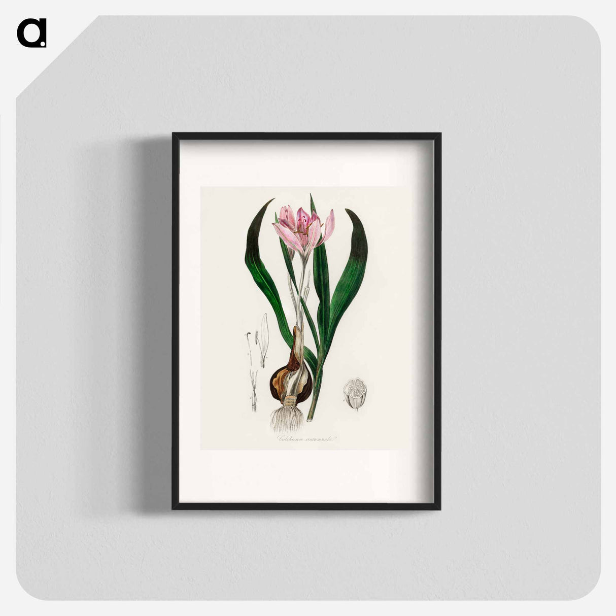 アートポスター-Colchicum autumnale
 - 薬用植物学 Poster.